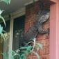 Seekor kadal raksasa terlihat memanjat dinding rumah kakek tua. 
