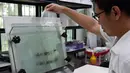 Pemerintah Singapura mulai memerangi demam berdarah dengue (DBD) dengan menggunakan nyamuk, Selasa (7/2).  Jentik nyamuk pembawa bakteri Wolbachia dikembangbiakkan di Badan Lingkungan Nasional Singapura. (AFP Photo/Roslan Rahman)