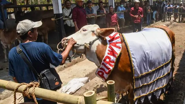 Inseminasi Buatan Sukses Tingkatkan Populasi Sapi di Purwakarta