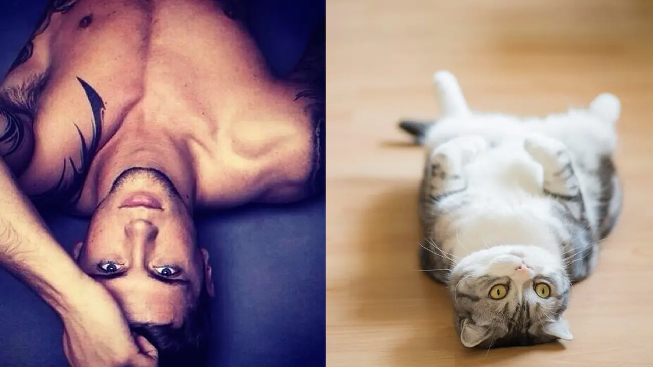 19 Cowok 'Hot' dan Kucing, Dua Keelokan dalam Satu Bingkai