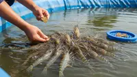 Cara Membuat Kolam Ternak Udang Air Tawar di Rumah Skala Kecil, Panduan Raih Cuan
