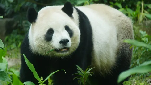 Giant Panda