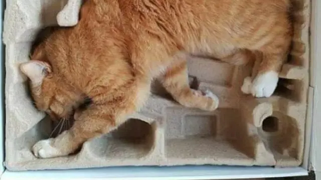 Enggak Habis Pikir, 8 Potret Posisi Tidur Kucing Oren Ini Bikin Tepuk Jidat