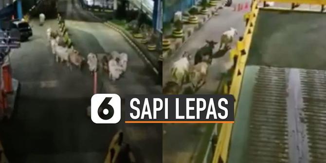 VIDEO: Viral Sapi-Sapi Lepas di Pelabuhan Merak