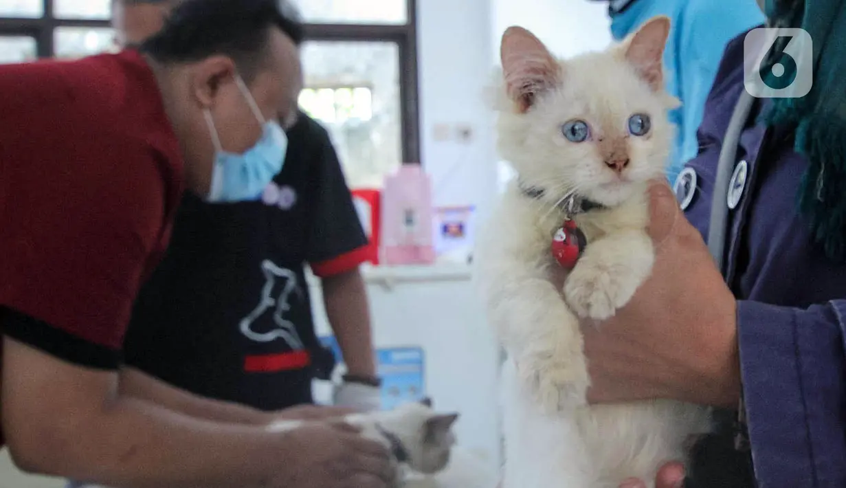 Warga membawa kucing saat pelaksanaan vaksinasi antirabies di Pusat Kesehatan Hewan (Puskeswan) Kota Tangerang, Banten, Rabu (3/3/2021). Sebanyak 500 hewan mendapat vaksin antirabies yang diberikan oleh Pemerintah Kota Tangerang melalui Dinas Ketahanan Pangan. (Liputan6.com/Angga Yuniar)