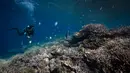 Para penyelam melewati karang yang telah memutih di perairan Kabupaten Raja Ampat, Papua Barat, Indonesia bagian Timur, pada 5 November 2023. (Lillian SUWANRUMPHA/AFP)