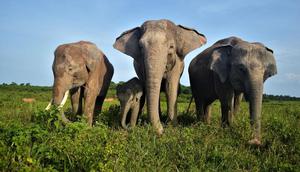 Taman Nasional Way Kambas, Lampung. (Dok. Instagram/@btn_waykambas)