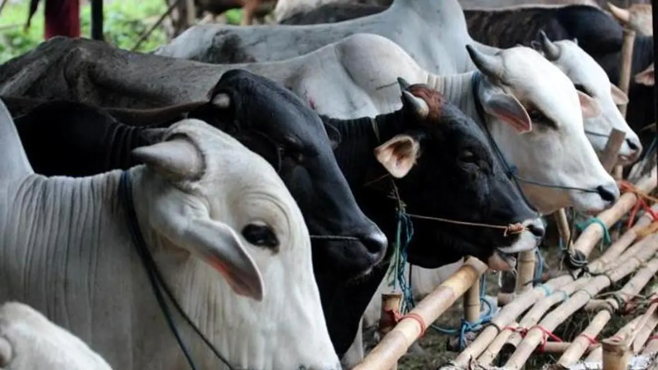 Niat dan Doa Berkurban untuk Idul Adha Lengkap dengan Bacaan Latin dan Artinya
