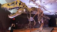 Kerangka Stan, salah satu fosil Tyrannosaurus rex atau T-Rex terbesar dan terlengkap yang ditemukan, dipajang di rumah lelang Christie di New York, 15 September 2020. Kerangka berusia sekitar 67 juta tahun tersebut diperkirakan akan terjual dengan harga USD 6 juta-USD 8 juta, atau setara Rp88 miliar