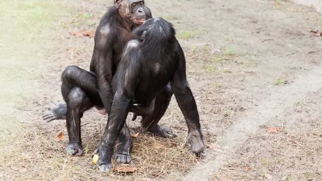 Wow, Ternyata di Dunia Hewan juga Terjadi Praktik Homoseksual
