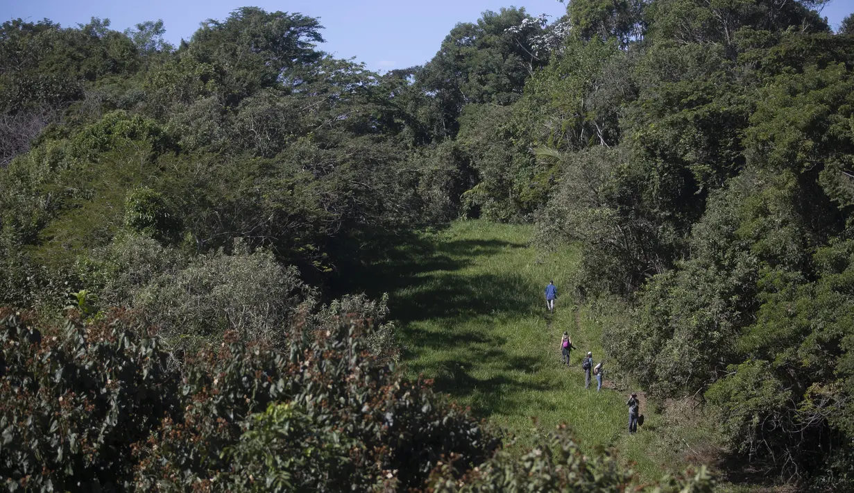 <p>Sekelompok pengunjung berjalan-jalan di taman ekologi tamarin singa emas , di kawasan Hutan Atlantik Silva Jardim, negara bagian Rio de Janeiro, Brasil, Kamis (16/6/2022). Hutan atlantik di negara bagian Rio de Janeiro menjadi satu-satunya tempat di dunia di mana populasi tamarin singa emas tinggal. (AP Photo/Bruna Prado)</p>