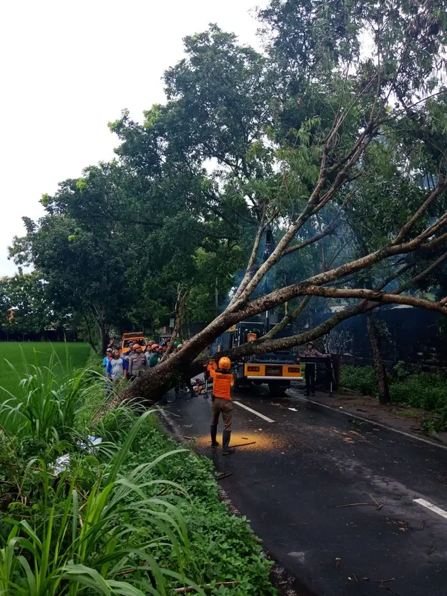 Pohon Tumbang di DIY