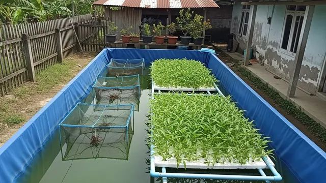 Budidaya Lobster Air Tawar dan Kangkung Air dalam Kolam Terpal Sederhana