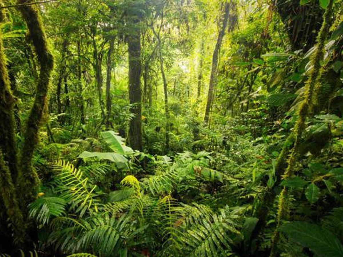 Mengapa hutan hujan tropis sangat rentan terhadap kerusakan