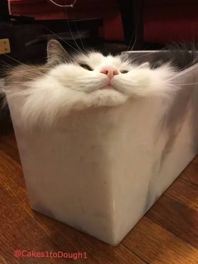 Potret 6 Kucing Dengan Tingkah Bak Benda Cair, Lentur Banget