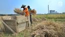 Petani memisahkan bulir padi dari tangkainya saat panen di sawah yang terletak di belakang PLTU Labuan, Pandeglang, Banten, Minggu (4/8/2019). Musim kemarau menyebabkan harga gabah di tingkat petani mengalami kenaikan dari Rp 3.600 menjdi Rp 4.300 per kilogram. (merdeka.com/Arie Basuki)