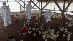 Petugas berada di sebuah peternakan yang  terkena wabah virus flu burung, di desa Modeste, Pantai Gading, Afrika Barat, Jumat (14/8/2015). Pemerintah setempat mengumumkan bahwa virus H5N1 telah menyebar ke tiga wilayah di negaranya. (REUTERS/Luc Gnago)