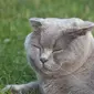 Jadi Peliharaan yang Tengah Naik Daun, Ini 10 Fakta Unik Kucing Scottish Fold (Pixabay)