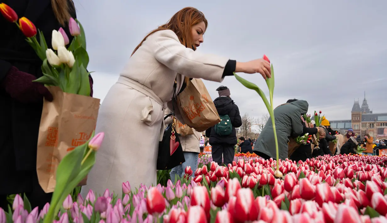 Lebih dari 800.000 pengunjung dari dalam dan luar negeri datang untuk menikmati bermekarnya tulip di negara ini setiap tahunnya. (AP Photo/Peter Dejong)