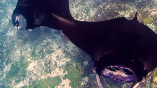 Manta Point: Permata Laut Labuan Bajo yang Mendunia [Dok/Ayana Komedo]