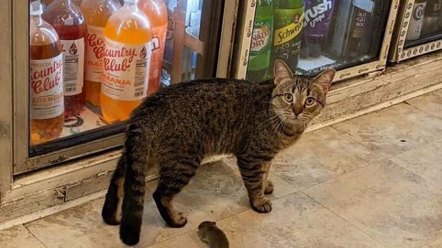 7 Potret Menggemaskan Kucing Toko Kelontong Ini Bakal Cerahkan Harimu