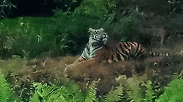 Kerap Terlihat, Kenapa Harimau Baru Serang Manusia Sekarang?