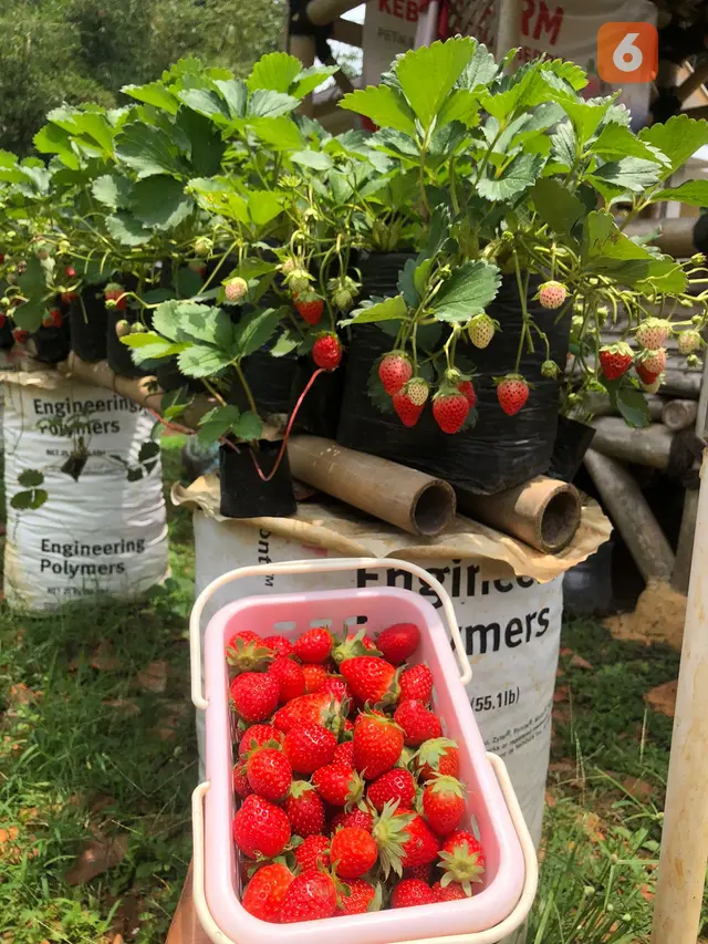 Petik buah stroberi di MD Farm di Kecamatan Gunungguruh Kabupaten Sukabumi. (Liputan6.com/Fira Syahrin).