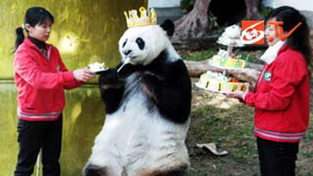 Basi, Panda Tertua di Dunia