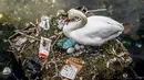 Seekor angsa bersarang di danau dekat Jembatan Ratu Louise, Kopenhagen, Denmark, Selasa (17/4). Sarang yang terdapat sejumlah telur tersebut sebagian terbuat dari sampah yang ditemukan di danau. (Mads Claus Rasmussen/Ritzau Scanpix via AP)