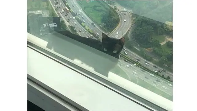 Terlalu Bertingkah, Kucing Ini Terjebak di Atap Gedung Bertingkat Tinggi