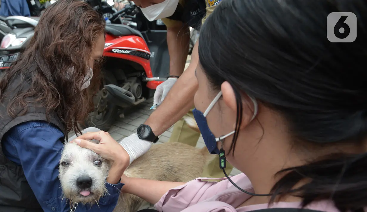 Petugas menyuntikkan vaksin rabies pada seekor anjing peliharaan warga di kelurahan Bukit Duri, Jakarta, Selasa (24/8/2021). Dinas Ketahanan Pangan, Kelautan, dan Pertanian (KPKP) memberikan vaksinasi rabies bagi hewan peliharaan warga untuk mengantisipasi penyakit rabies. (merdeka.com/Imam Buhori)