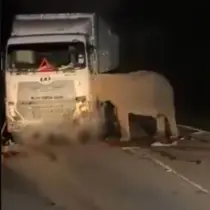 Kasih Ibu Tanpa Batas: Induk Gajah Tak Mau Tinggalkan Anak yang Tewas Ditabrak Truk (doc: Straits Times)