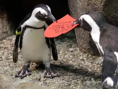 Dua penguin Afrika berebut kartu valentine berbentuk hati di California Academy of Sciences, San Francisco, Rabu (12/2/2020). Penguin secara alami membangun sarang menggunakan kartu ucapan dari bahan itu dan menarik lawan jenis untuk meningkatkan populasi mereka yang terancam punah. (AP/Jeff Chiu)
