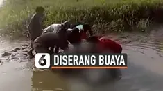 THUMBNAIL BUAYA PASANGKAYU