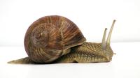 Ilustrasi bekicot jenis gravevine snail. (Sumber Wikipedia)