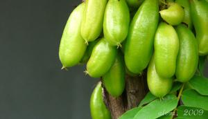 Belimbing Wuluh | via: vanillaseven.com