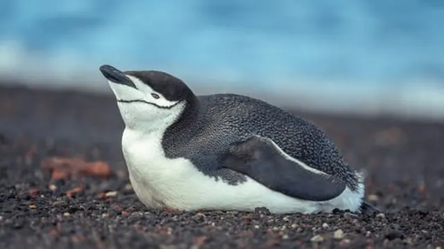 Penguin