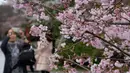Seorang wanita mengabadikan bunga sakura  di Tokyo, Jepang (19/3). Bunga Sakura mekar pada akhir Maret hingga akhir Juni. Mekarnya bunga nasional Jepang ini menandai dimulainya musim semi. (Liputan6.com/Kazuhiro Nogi)