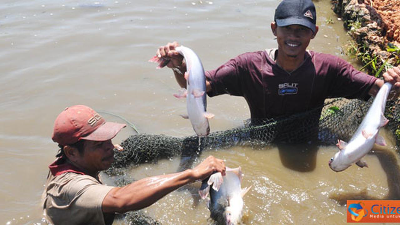 Safari Minapolitan di Banjar