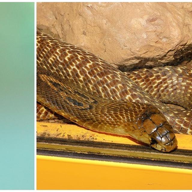 4 Perbedaan King Cobra Dengan Ular Kobra Yang Sering Disamakan Hot Liputan6 Com