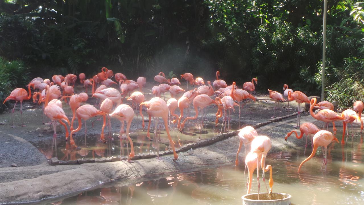 Jurong Bird Park & Safari Night SIngapore 0115 8
