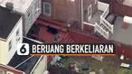 BERUANG BERKELIARAN