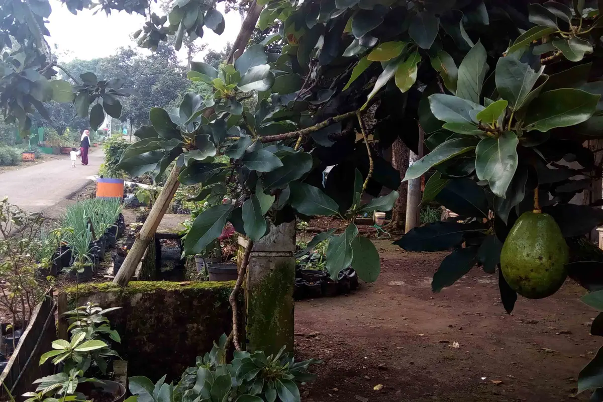 Melancong ke Sentra Alpukat di Lereng Gunung Arjuno