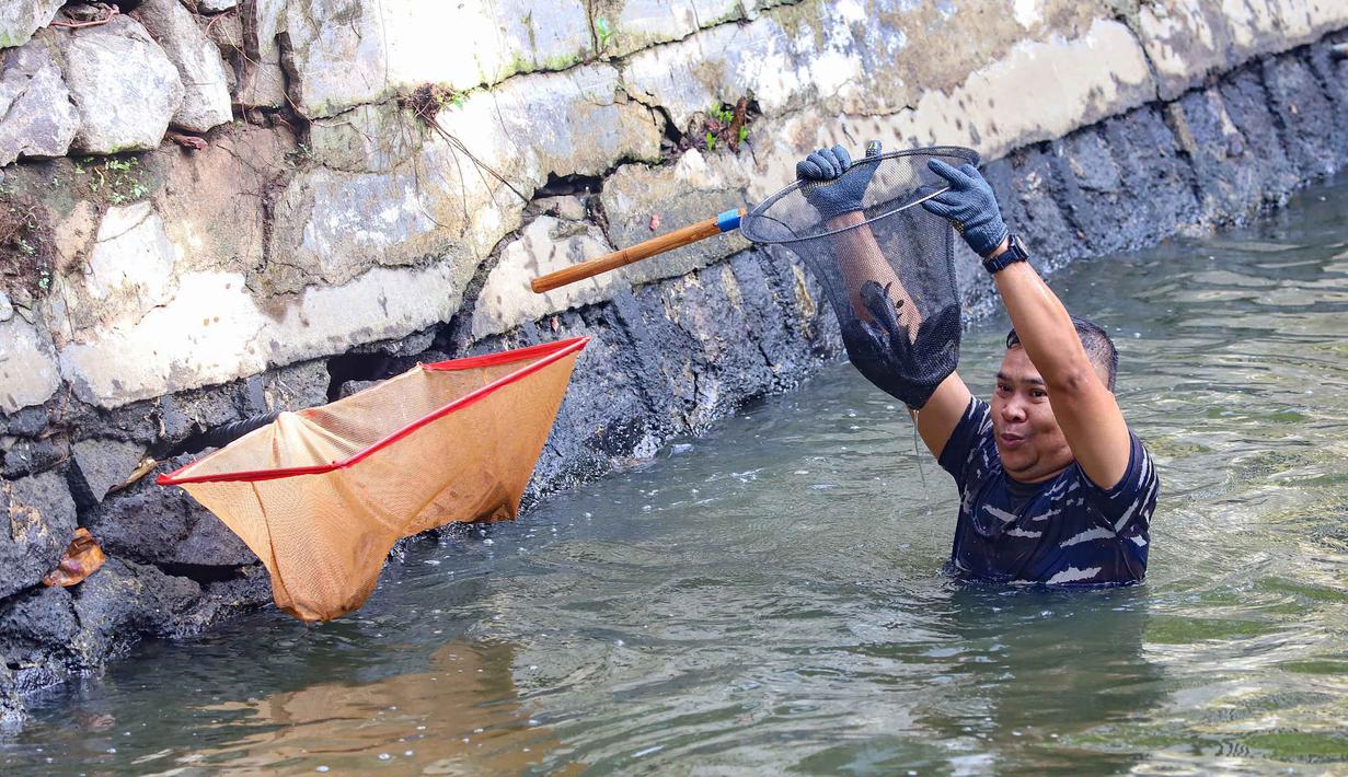 Sebelum dimusnahkan, ikan sapu-sapu yang tertangkap akan ditimbang dan didata. Tampak dalam foto, personel TNI AL saat operasi penangkapan ikan sapu-sapu di perairan kawasan Setu Babakan, Jakarta Selatan, Selasa (5/5/2026). (merdeka.com/Arie Basuki)