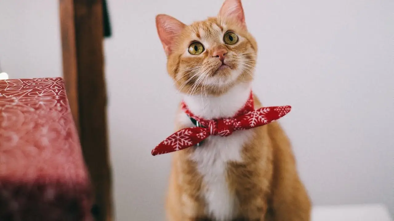Kalung Pengikat Kucing yang Terlalu Kuat