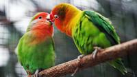 Ilustrasi burung. Photo by Jonah Pettrich on Unsplash