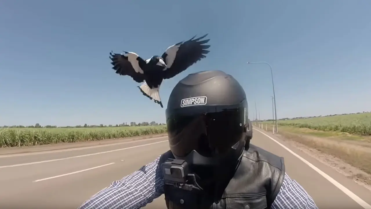 Vlogger Sepeda Motor Ini Dikejar Burung Magpies (Foto: Autoevolution)