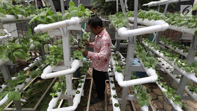 Berita Tanaman Hidroponik Di Mangga Besar Hari Ini Kabar Terbaru