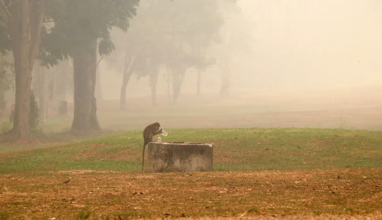 Seekor monyet ekor panjang mencari minuman di tengah kabut asap tebal akibat kebakaran hutan dan lahan di Palangkaraya, Kalimantan Tengah, Sabtu (10/10/2026). Kabut asap menyelimuti sejumlah wilayah di Indonesia, Malaysia, dan Singapura selama beberapa pekan terakhir akibat kebakaran yang melanda kawasan hutan di Kalimantan dan Sumatra. Asap kebakaran terbawa angin hingga melintasi wilayah regional dan berdampak pada kualitas udara. (REINA/AFP)
