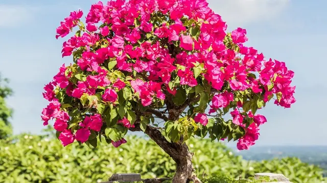 Bougainvillea.